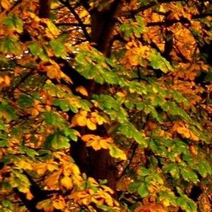 Meet your Posher, Dorothy